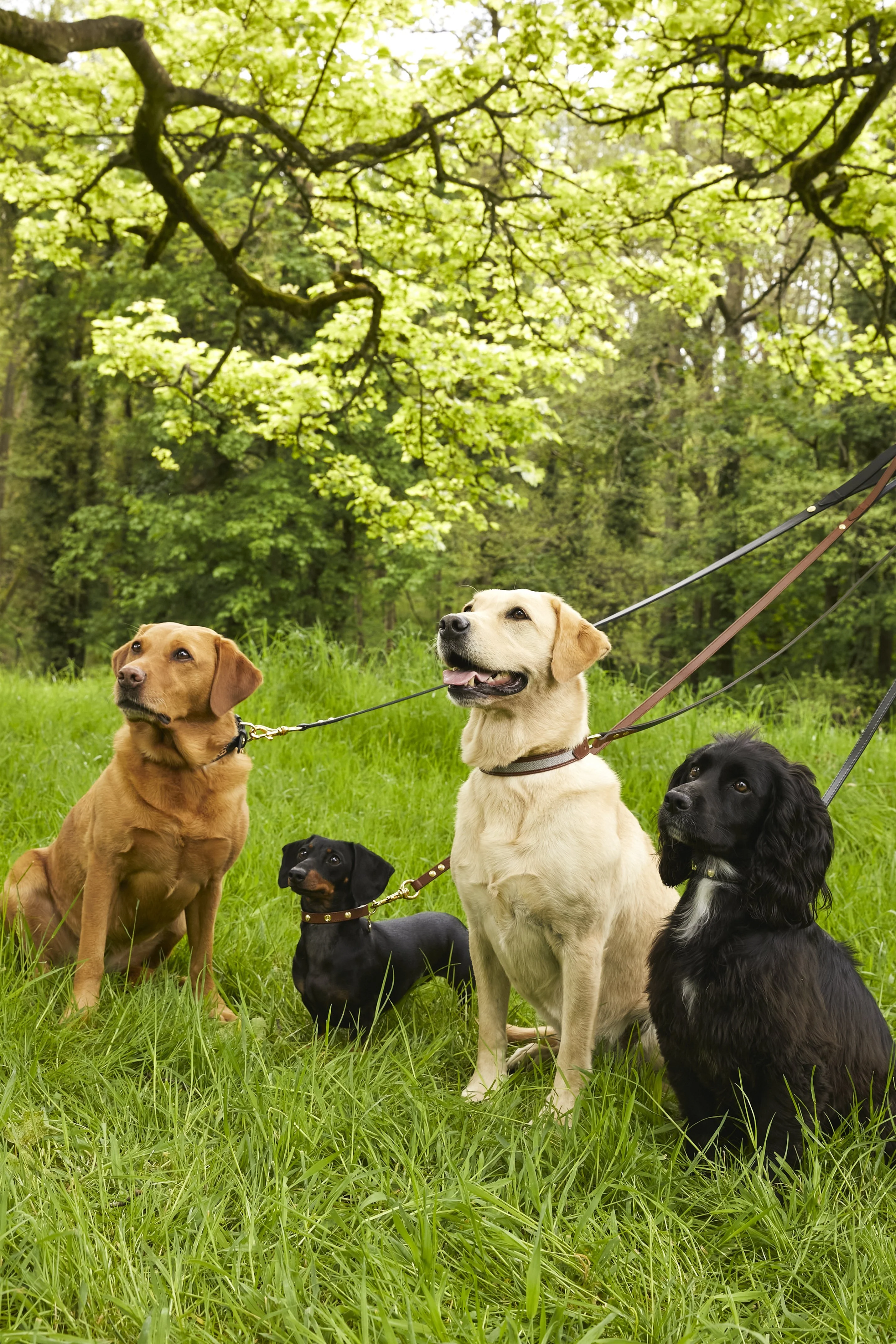 HC Slim Dog Lead (Chestnut) - Image 5